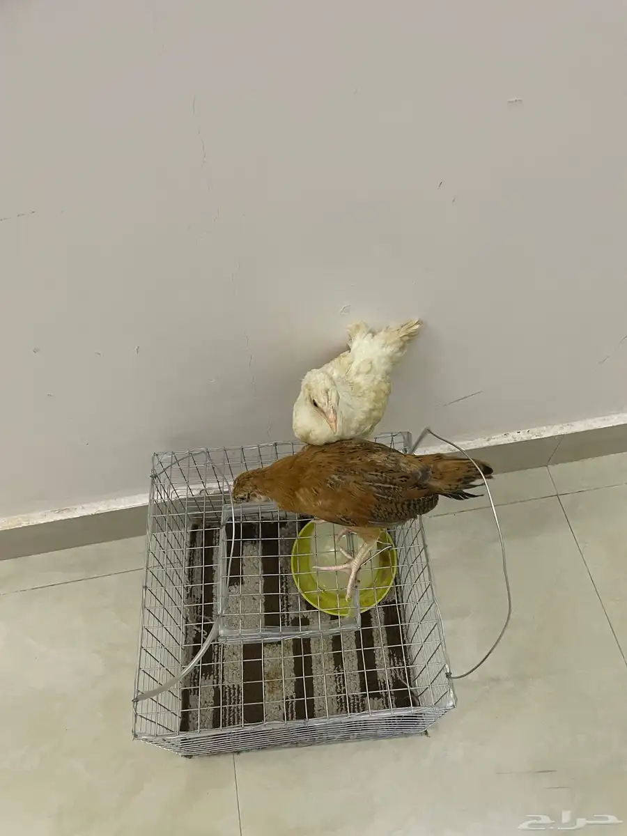 فروخ دجاج 0