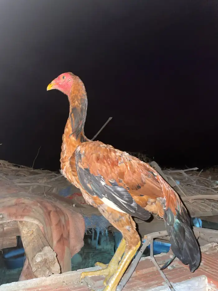 فروخ باكستانية فاخرة 0