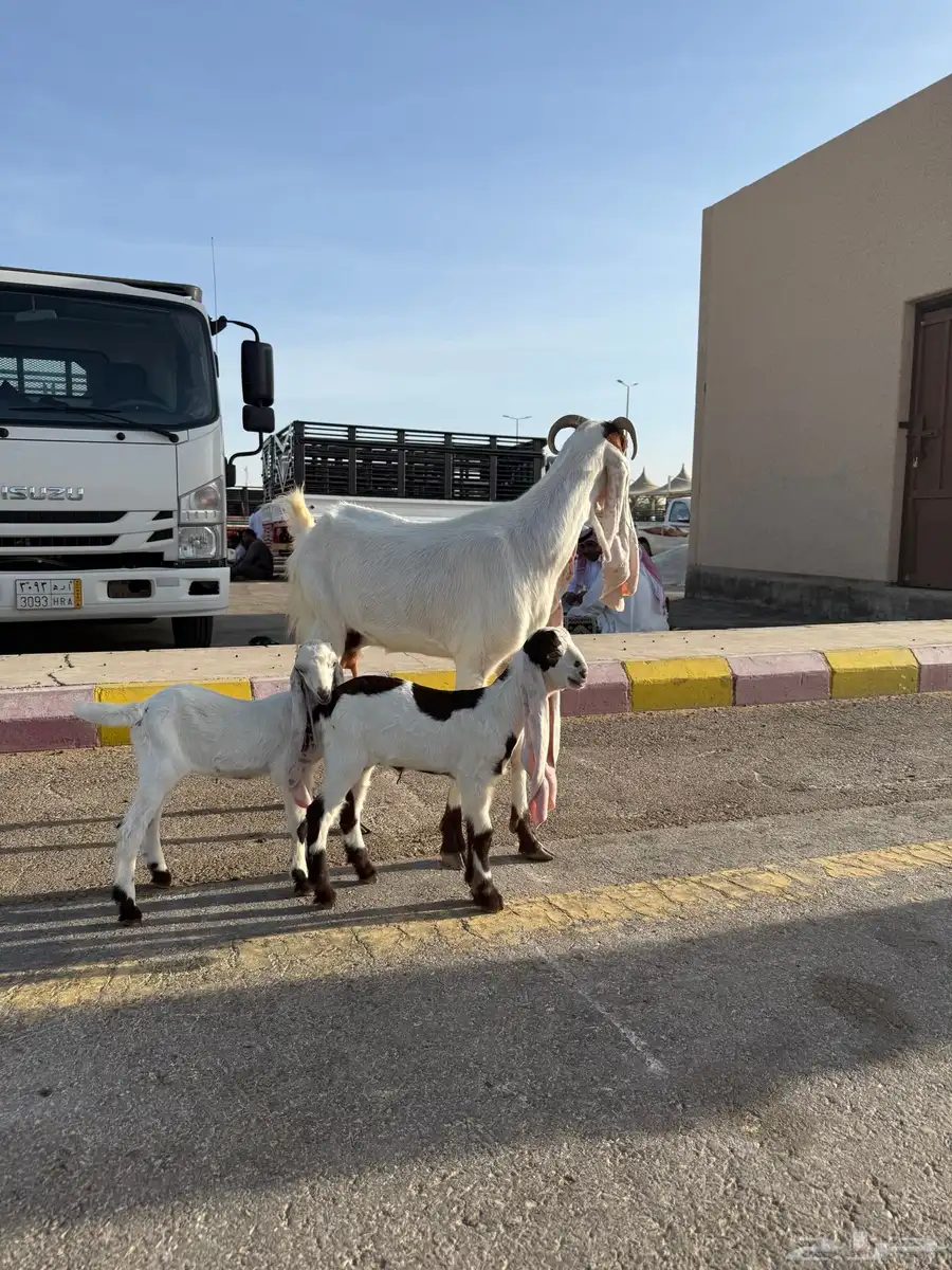 عنز ثنية معها جفرتين 0