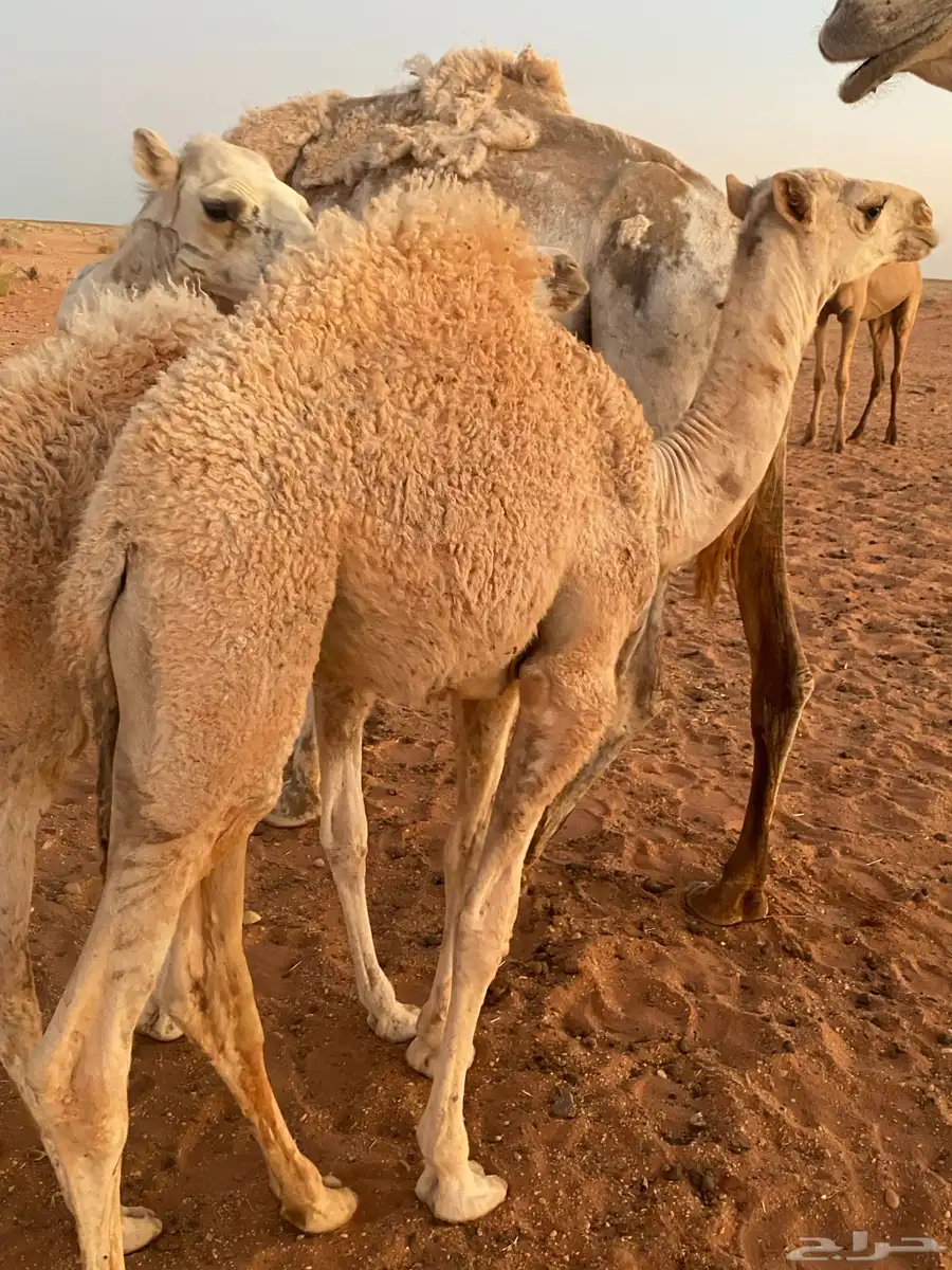 قعدان 1