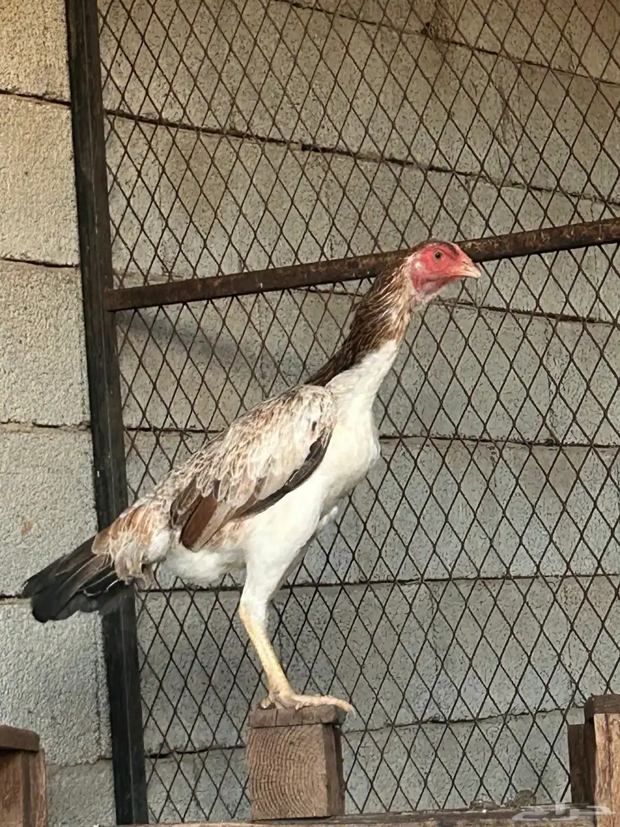دجاج شامو 4