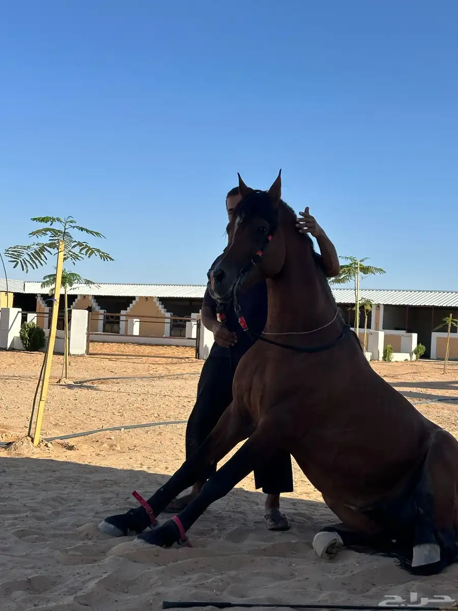 خيل 1