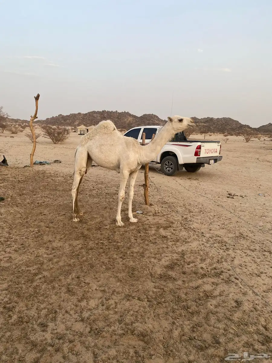 بكار مفاريد 5
