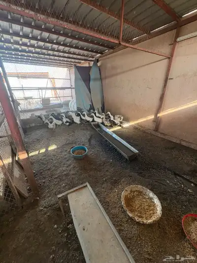 بط للبيع 3