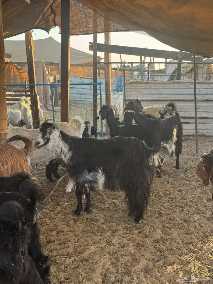 طليان حريات تيوس 3