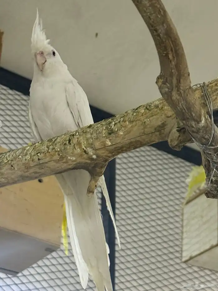 جوزين كروان منتجه 0