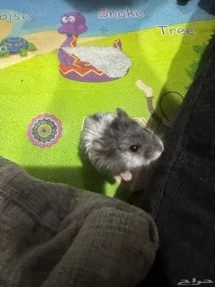 هامستر روسي 14