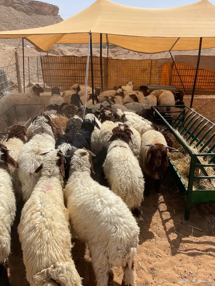 هرافى نعيم وحري تمارا 100 تقييم 7