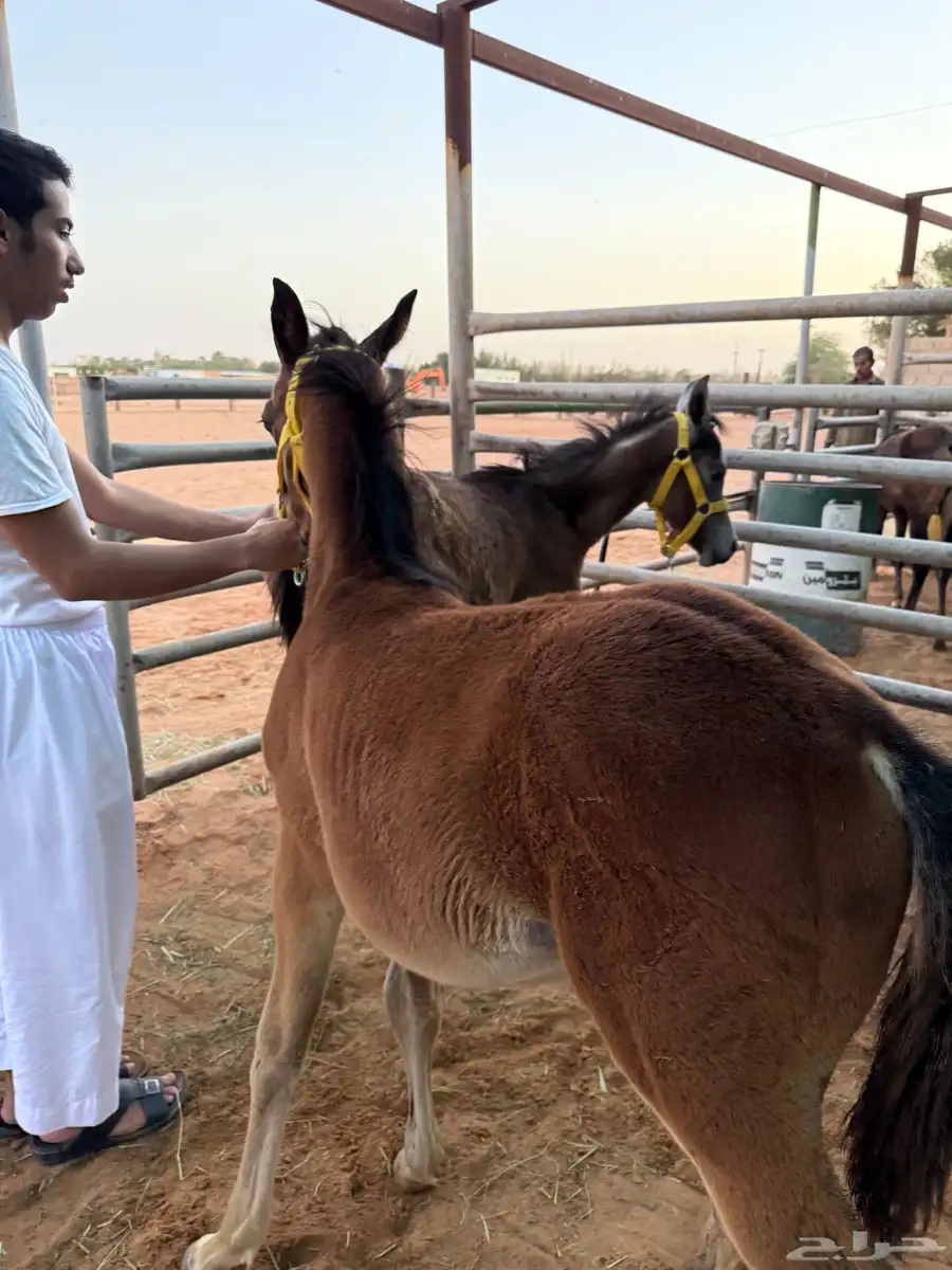 امهار للبيع 9