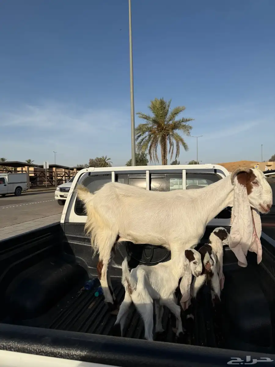عنز ثنية معها جفرتين 2