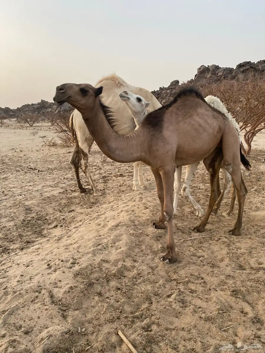 بكار مفاريد 0