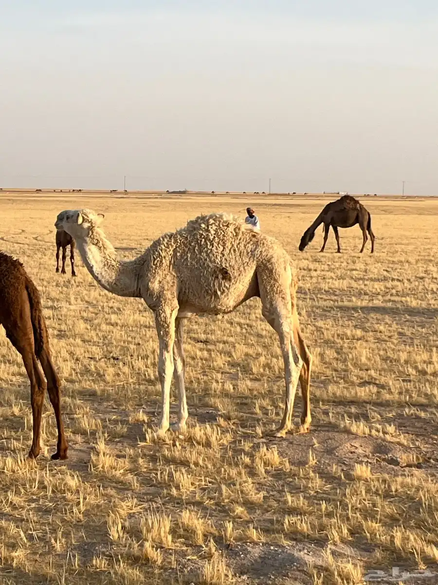 حوار قعود للبيع 1