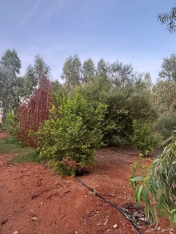 مزرعة للايجار بقرية الحنو 2