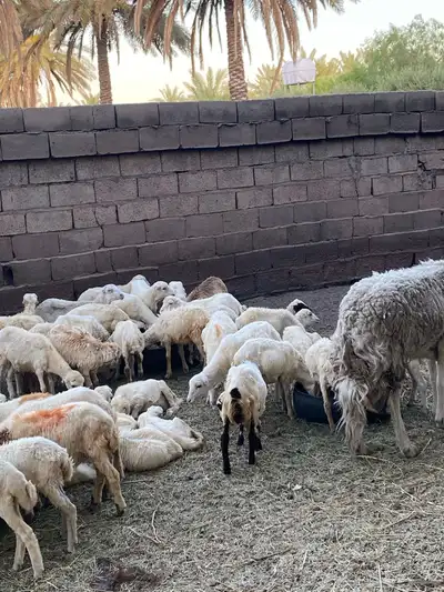 رخال رفيد العدد 24 4