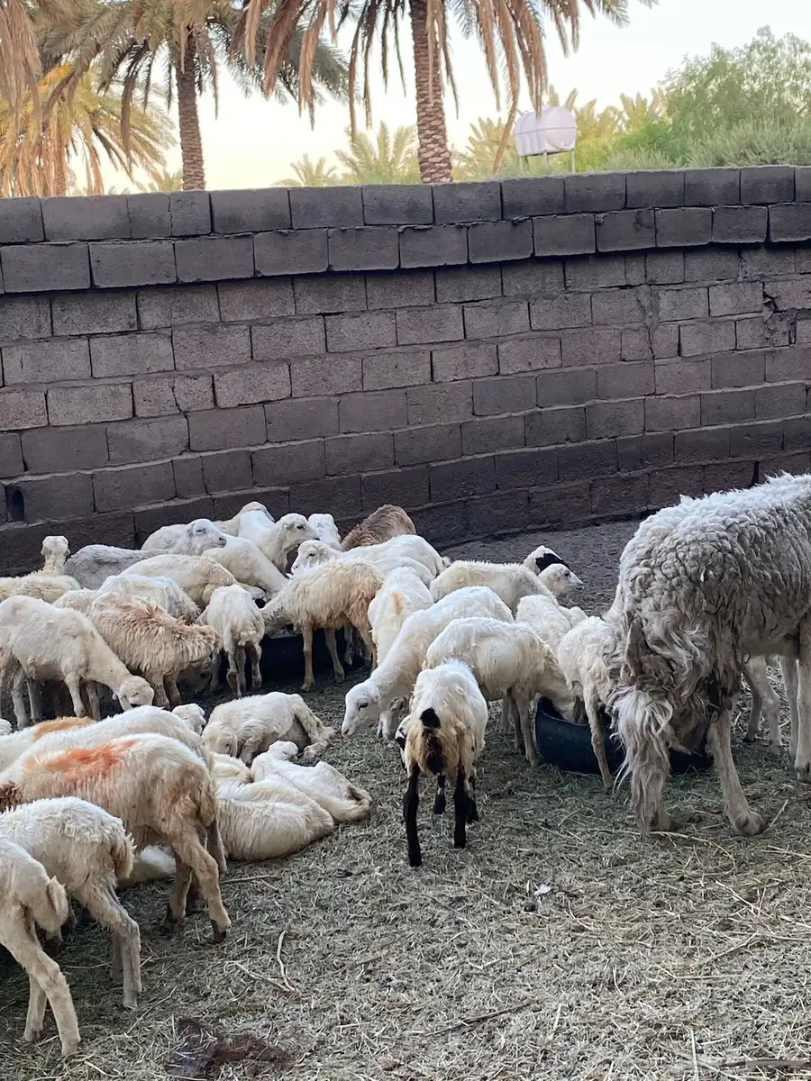 رخال رفيد العدد 50 4