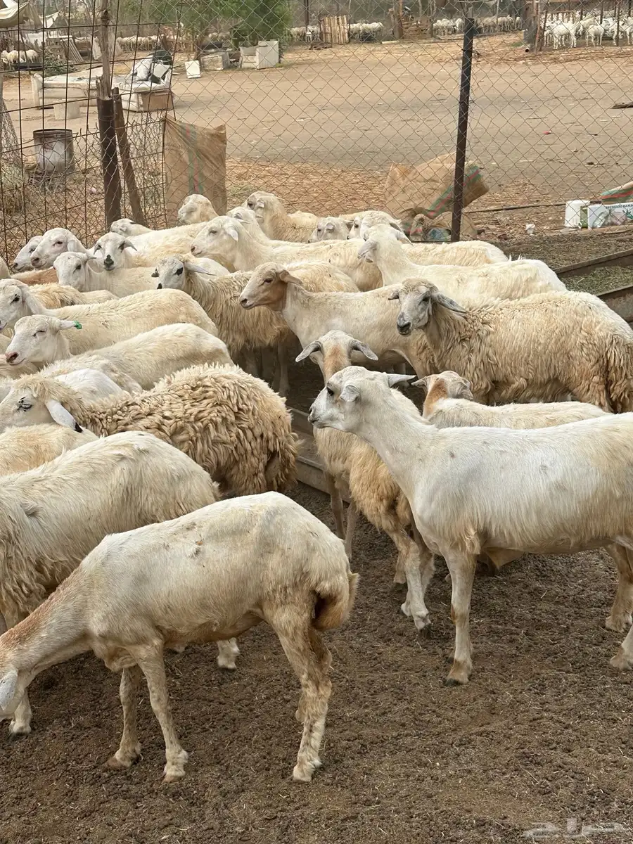 رخال مهجنات حري 0