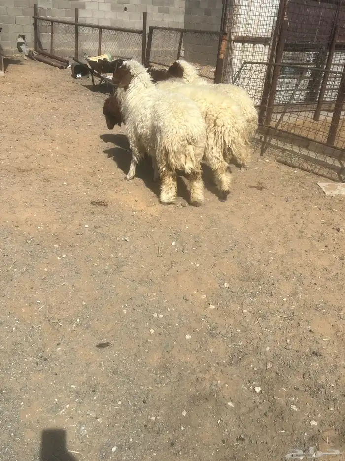 بهم نعيم جبر 2