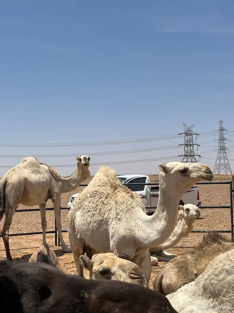 قعود 2