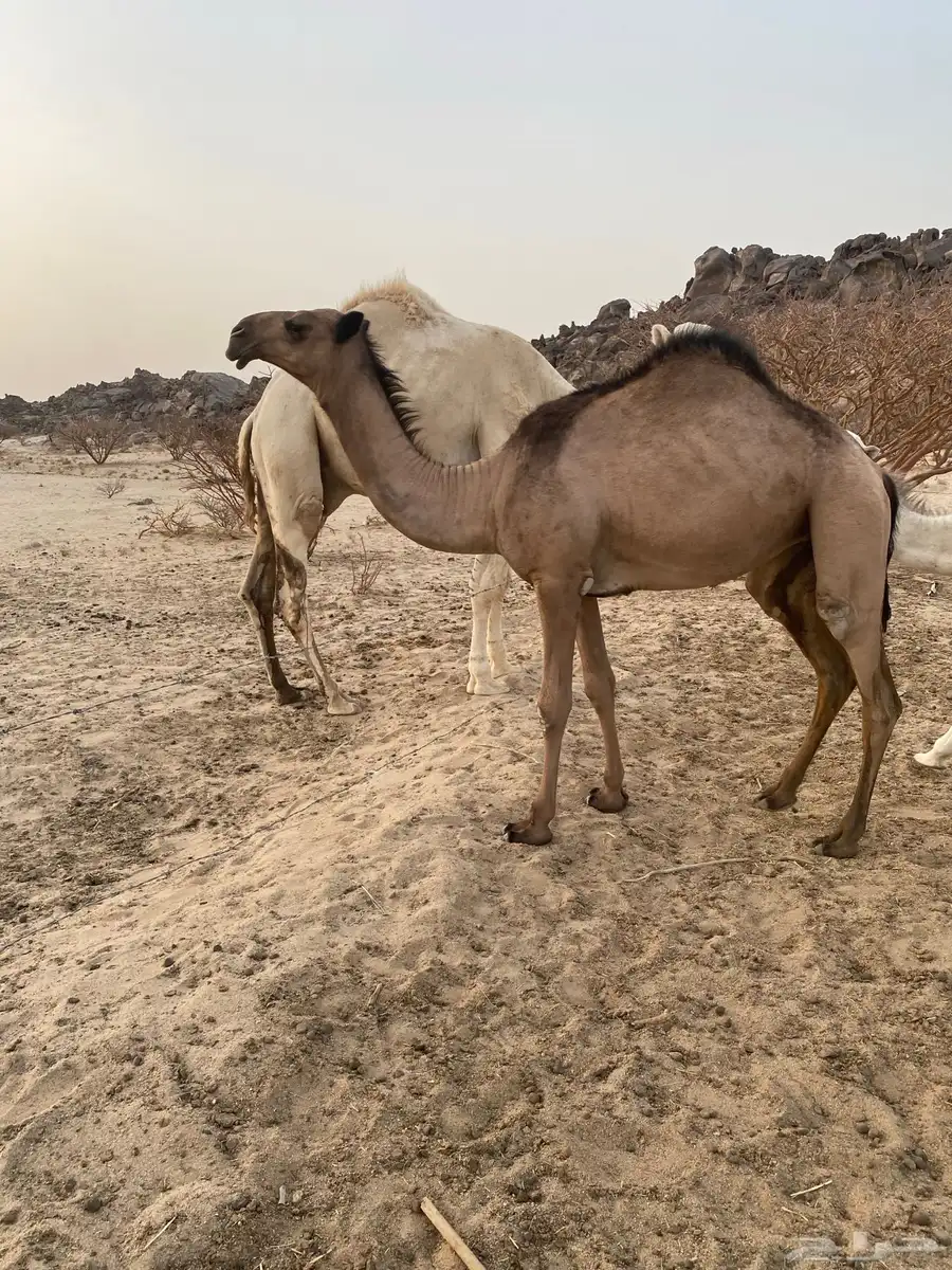 بكار مفاريد 2
