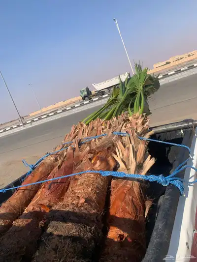 واشنطن مروحه نحيف 3