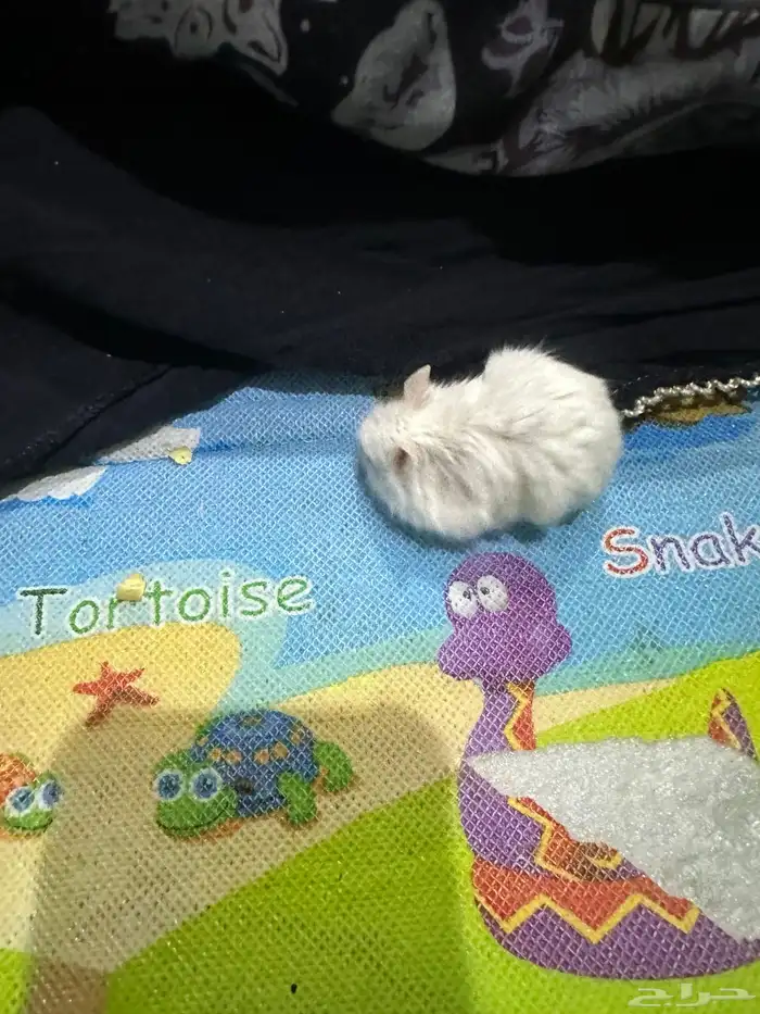 هامستر روسي 19