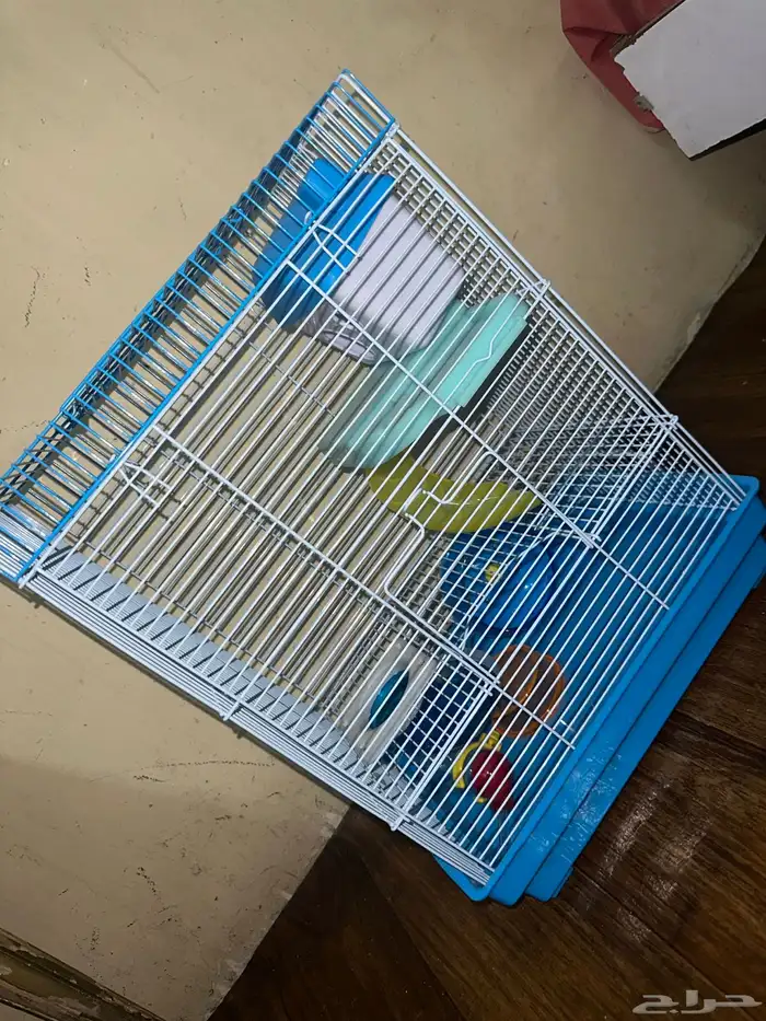 هامستر روسي 26