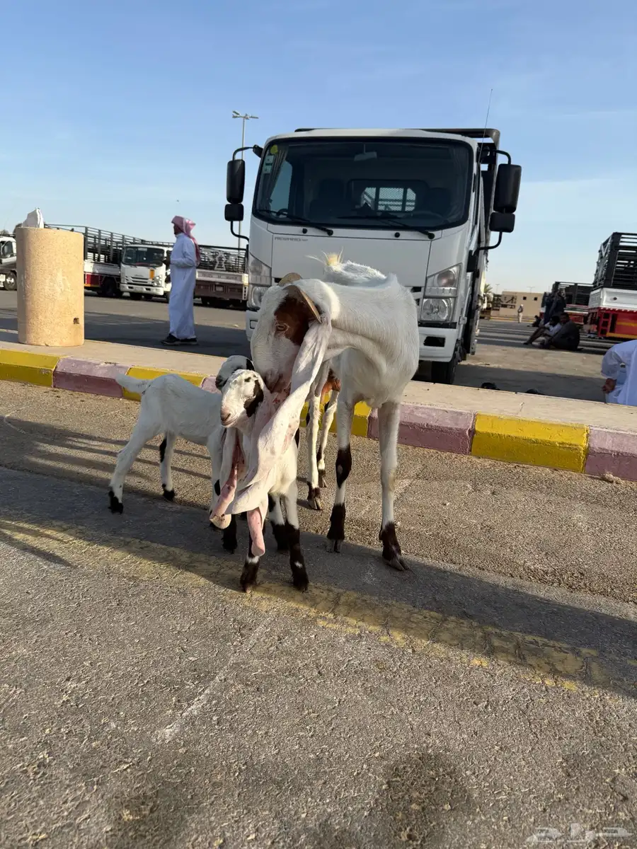 عنز ثنية معها جفرتين 4