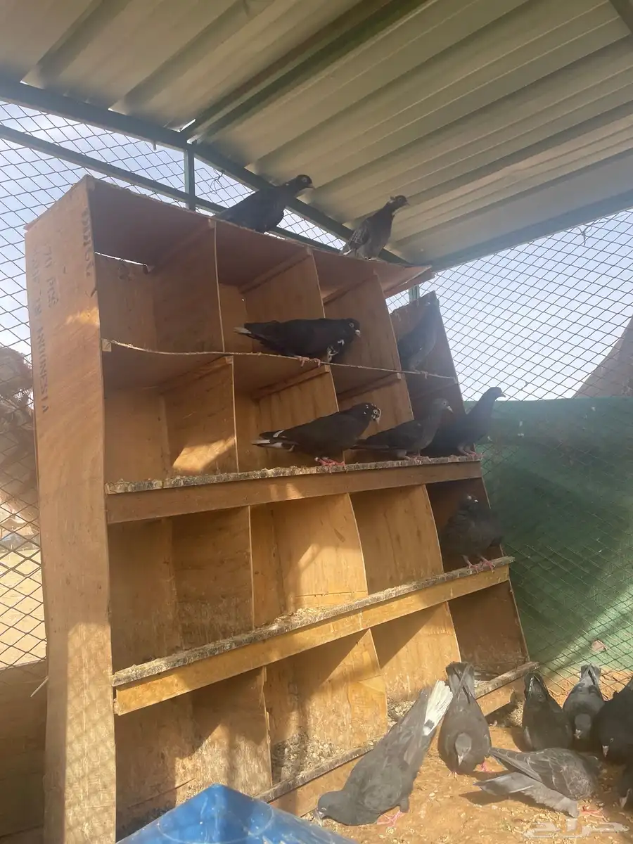 حمام قطايف اول انتاج لها معاريف 3