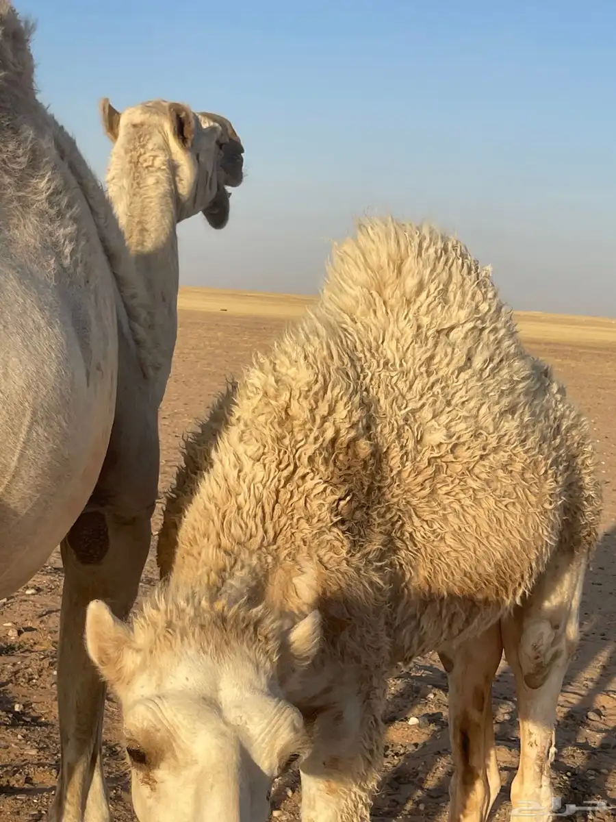 حاشي قعود للبيع 1