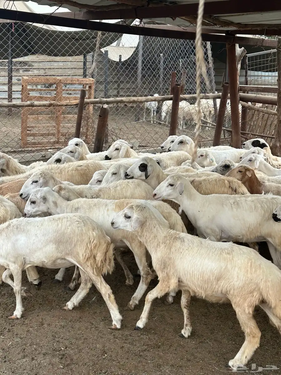 رخال مهجنات حري 5