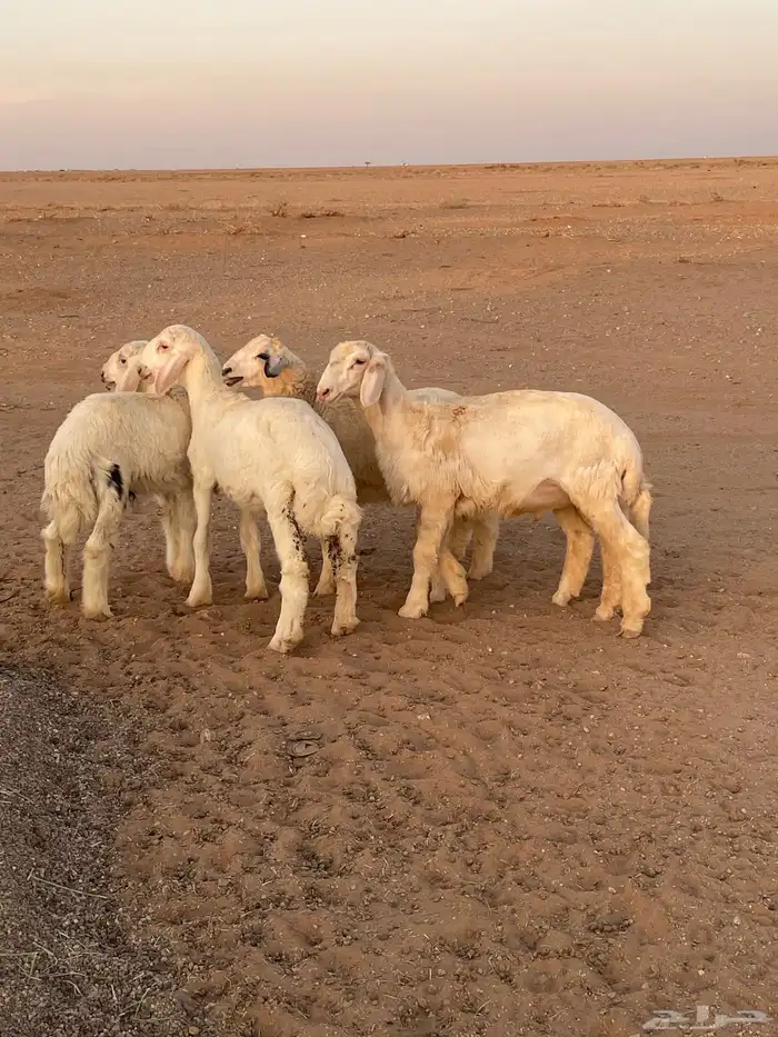 بهم حري 0
