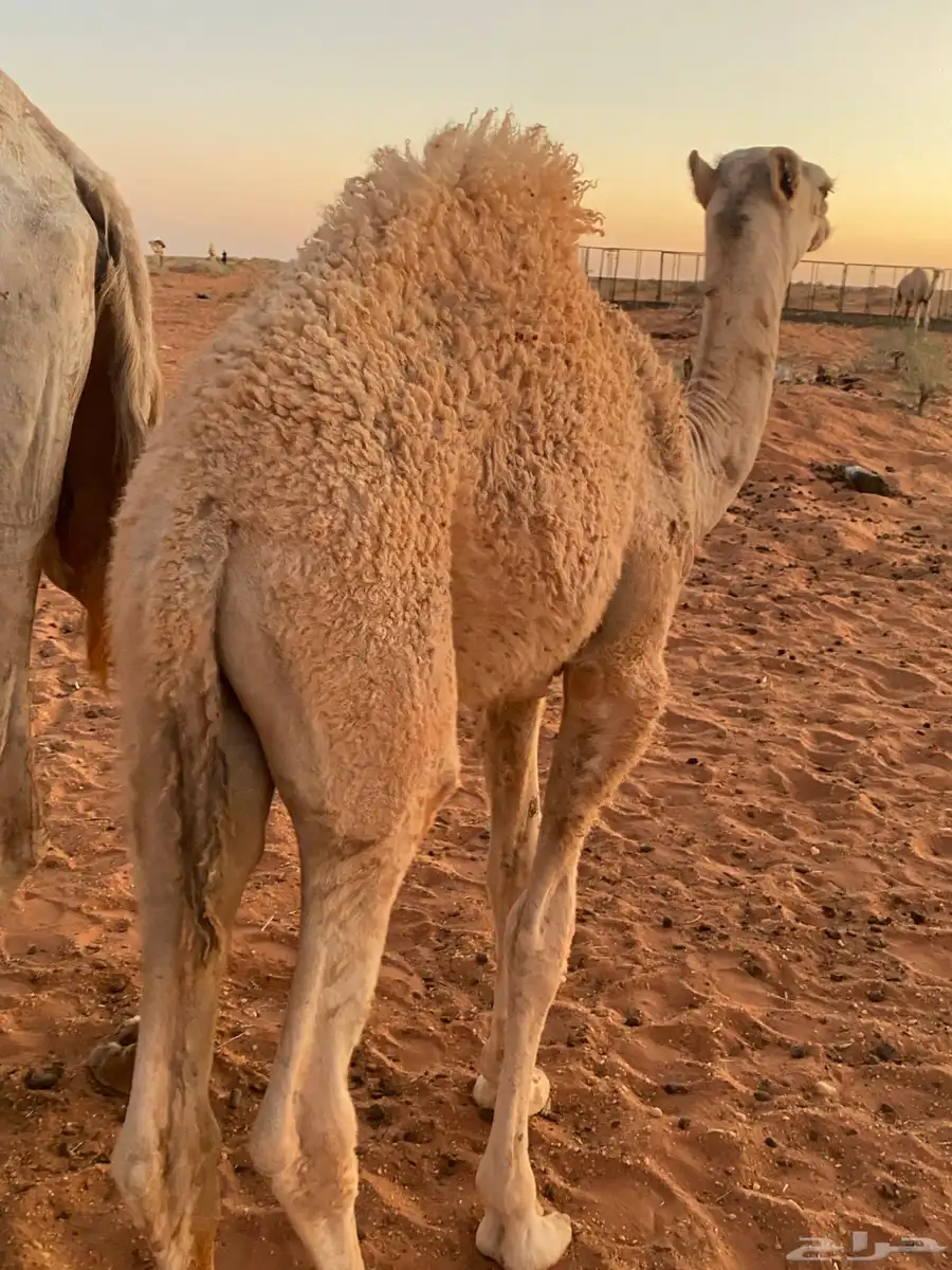 قعدان 0