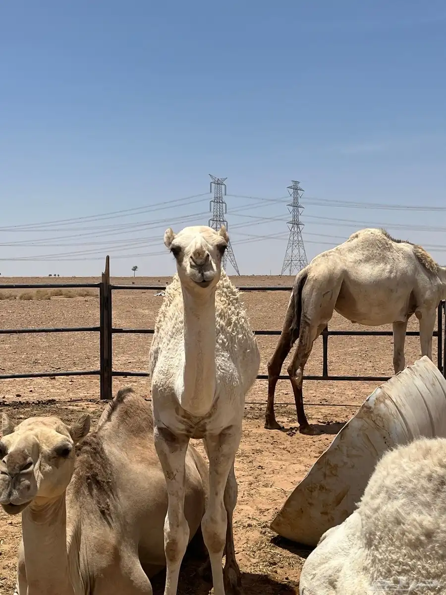 قعود 1