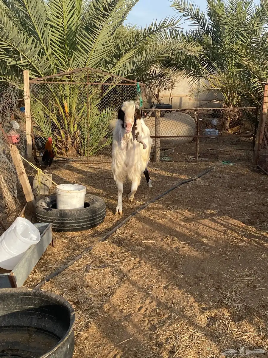 تيس فحل هولندي فاخر 2