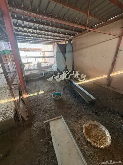 بط للبيع 4