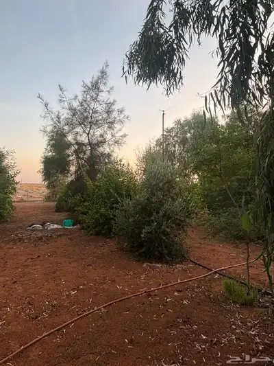 مزرعة للايجار بقرية الحنو 3