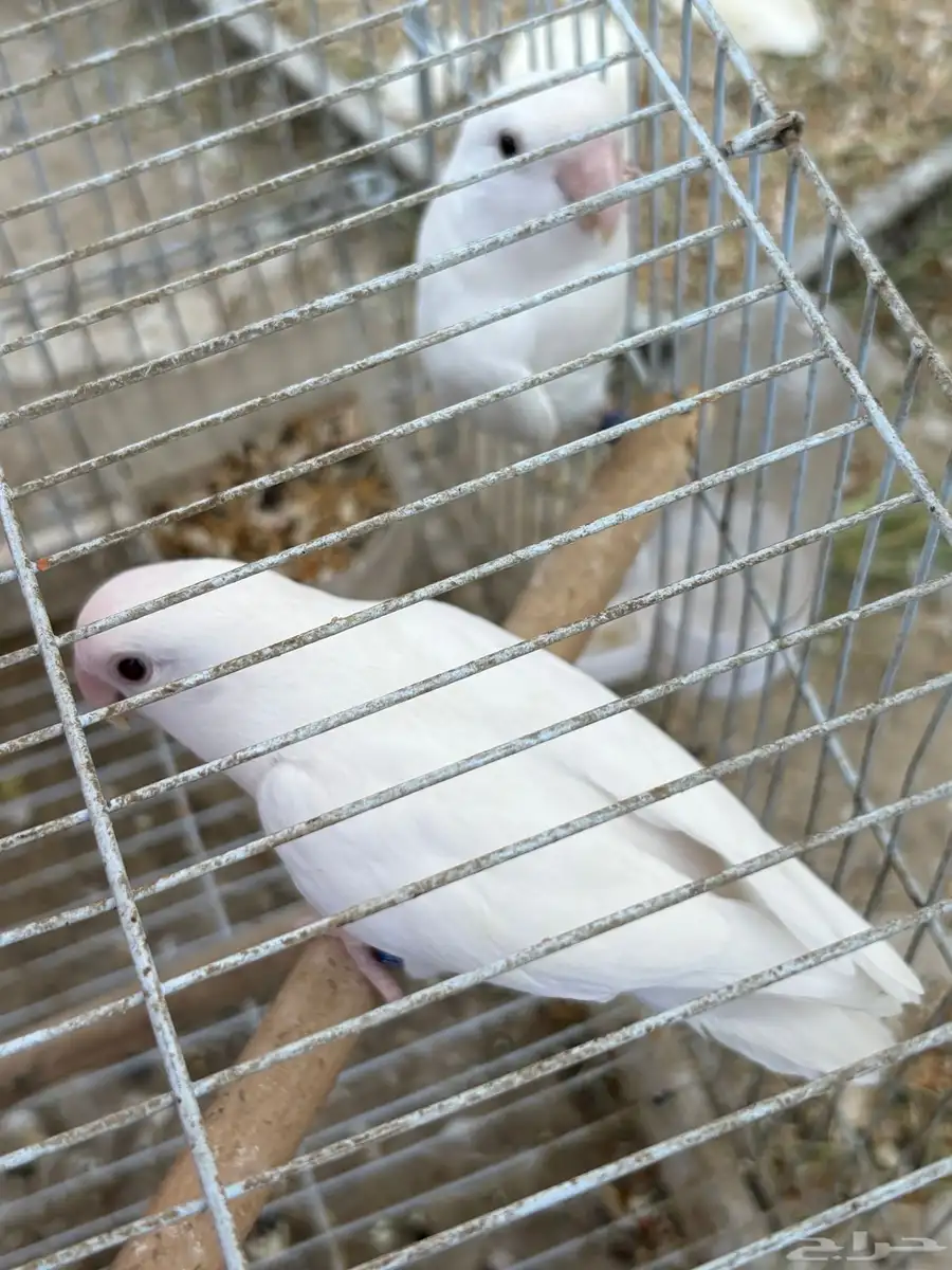روز 0