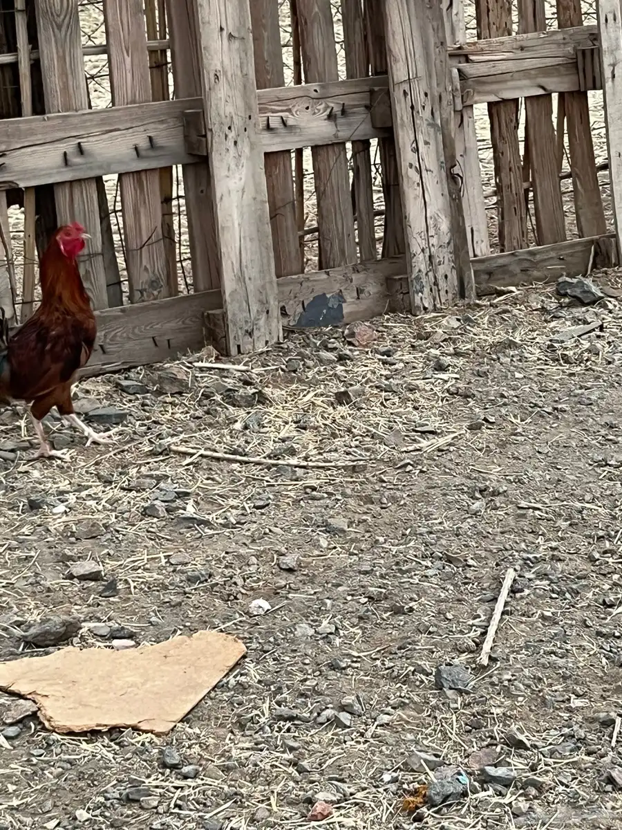 ديك بلدي 1