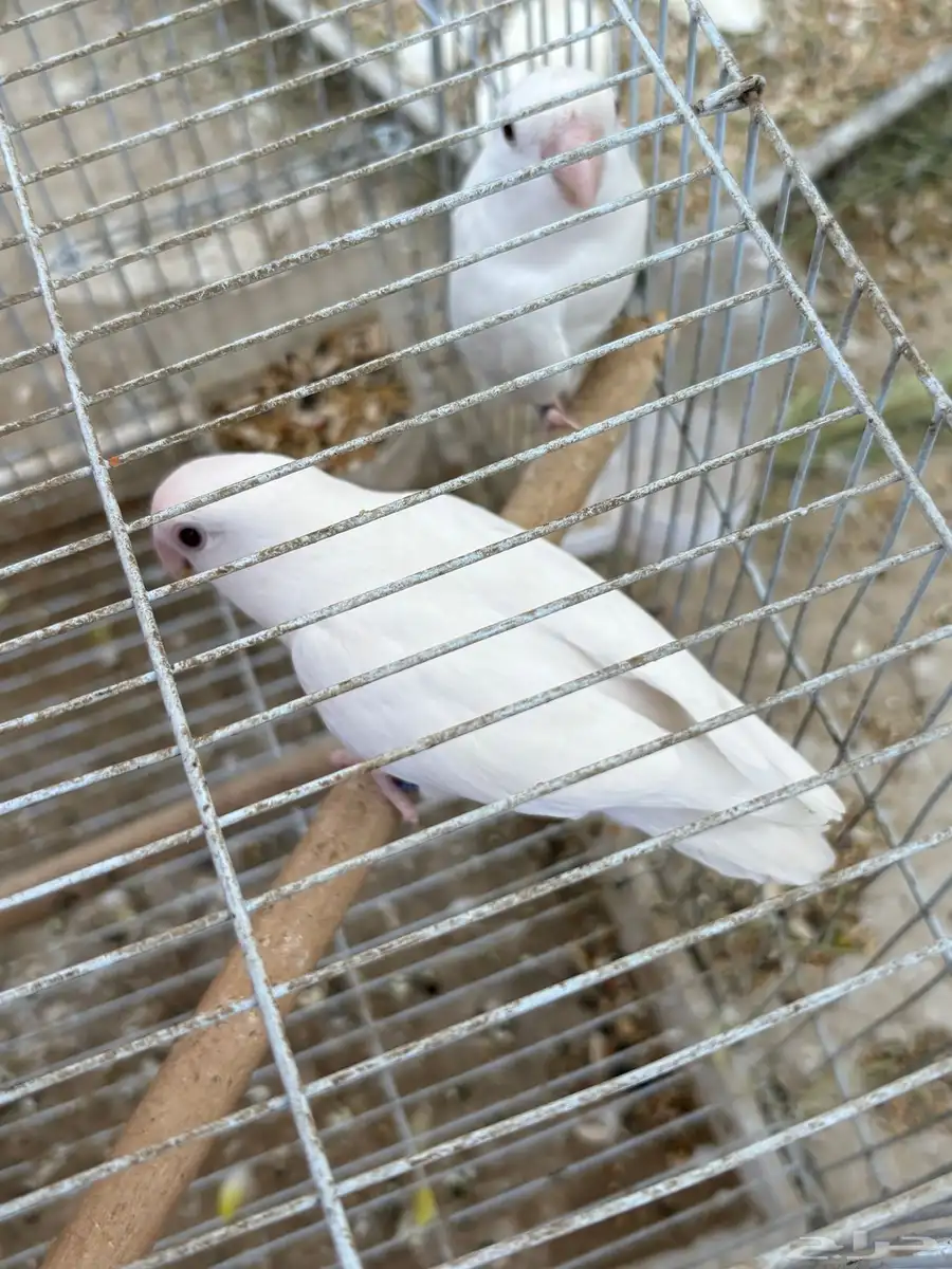 روز 1
