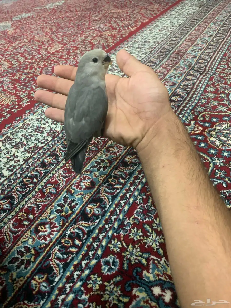 طير روز اليف 3