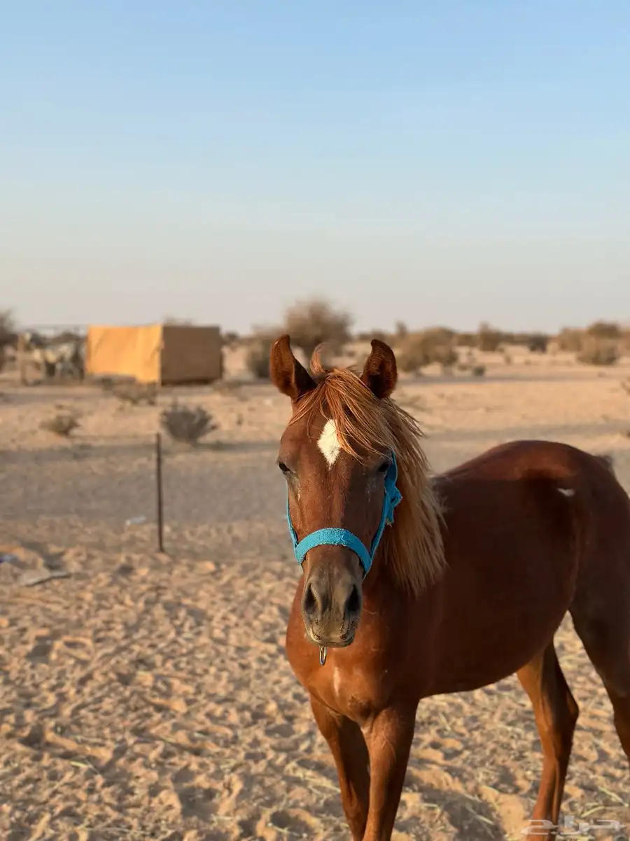 مهر شعبي اشقر مذهب 0