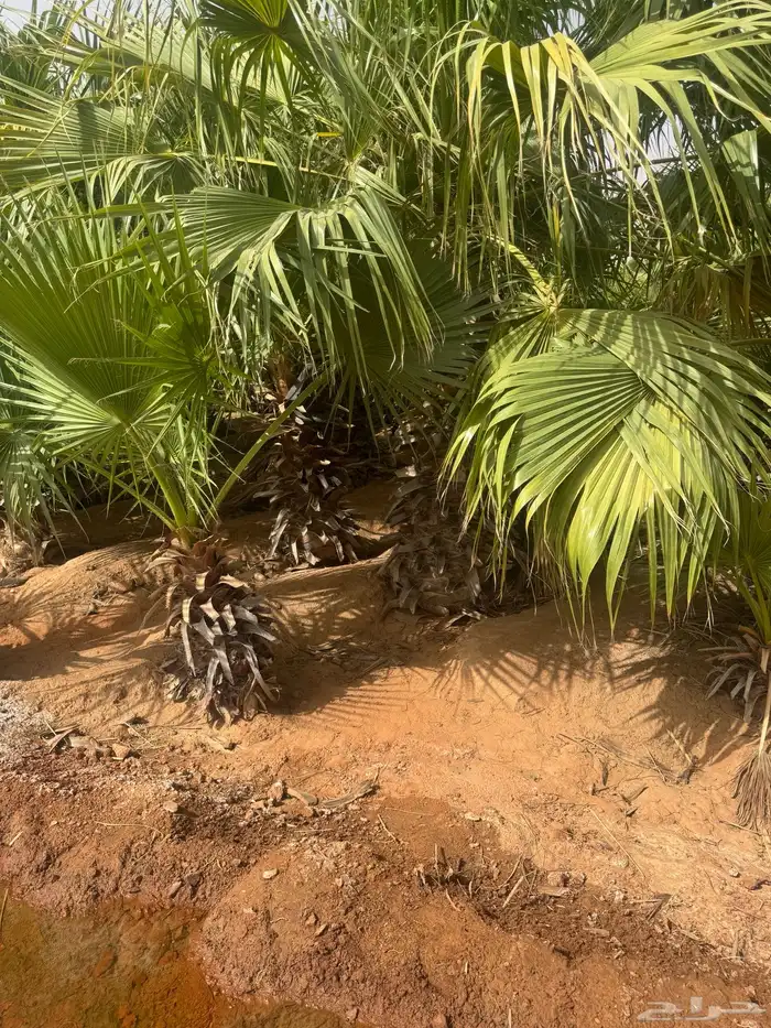 الزلفي البطين الجنوبي 1