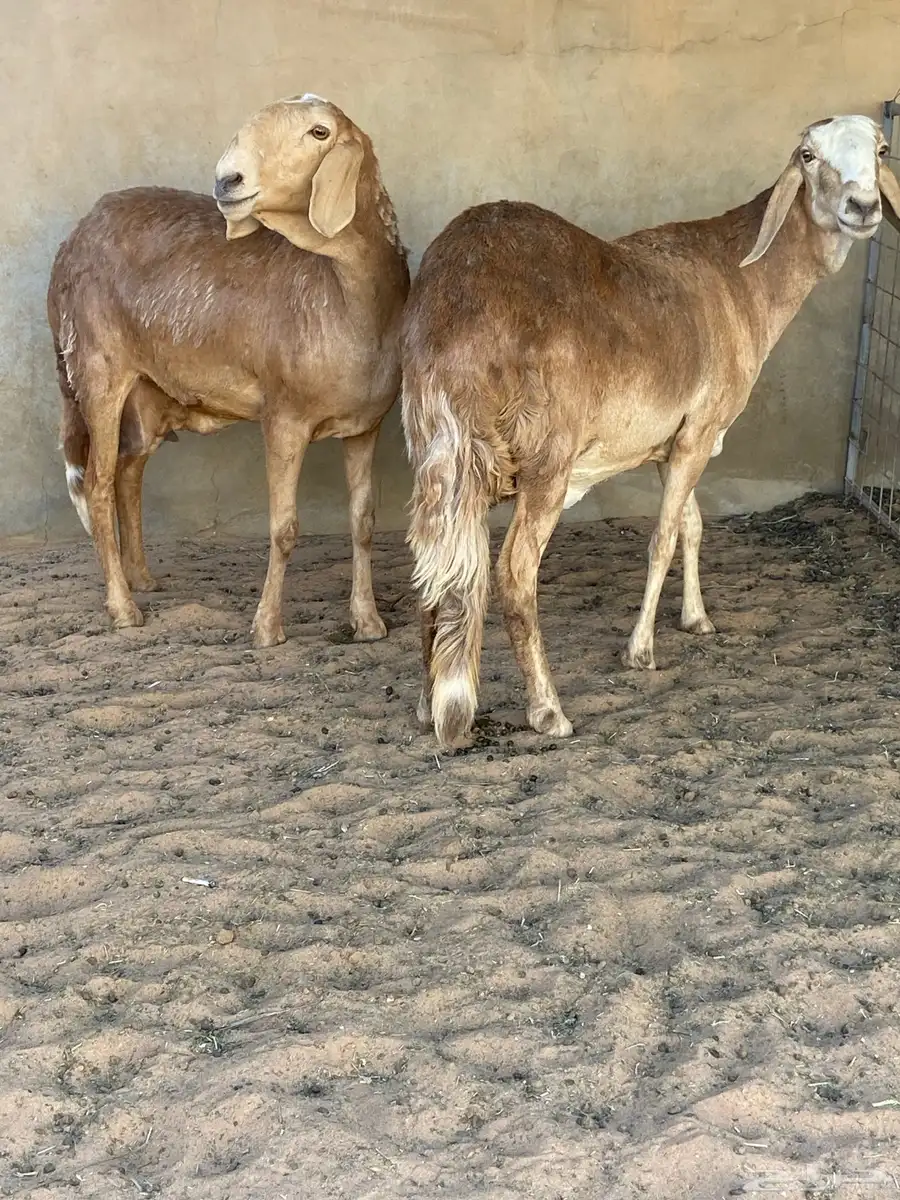 غنم سواكن( تم البيع) 1