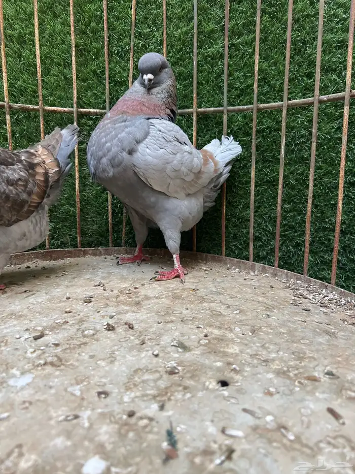 جوز كنق للبيع 3