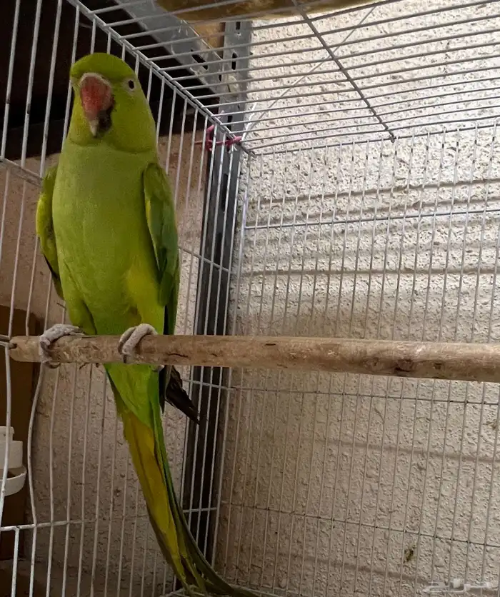 أنثى دره للبيع 4