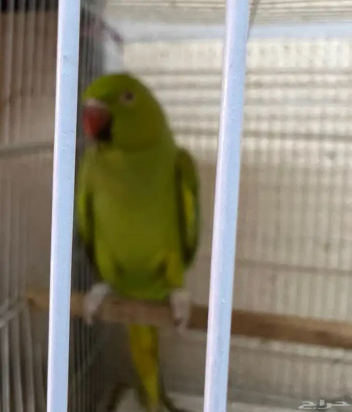أنثى دره للبيع 0