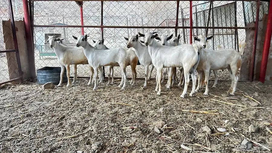 تيوس نضيفه 1