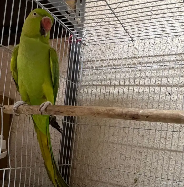 أنثى دره للبيع 2