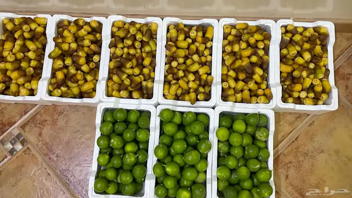 رطب سمنة قدح   رطب برني   ليمون 1
