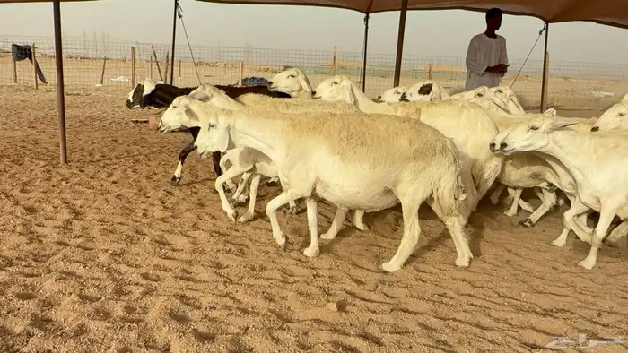 غنم حريات دفيع مفاصيل وخلفات 11